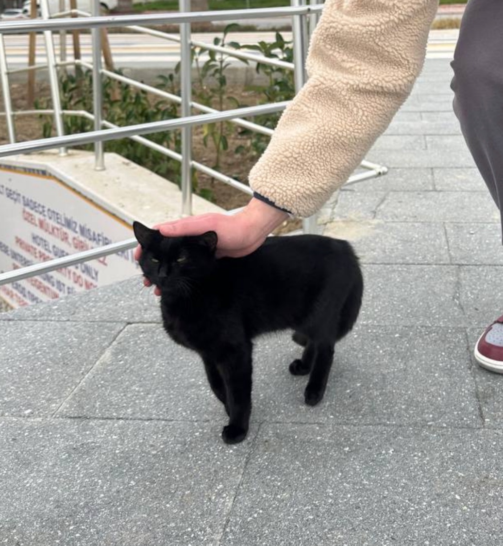 Котейка